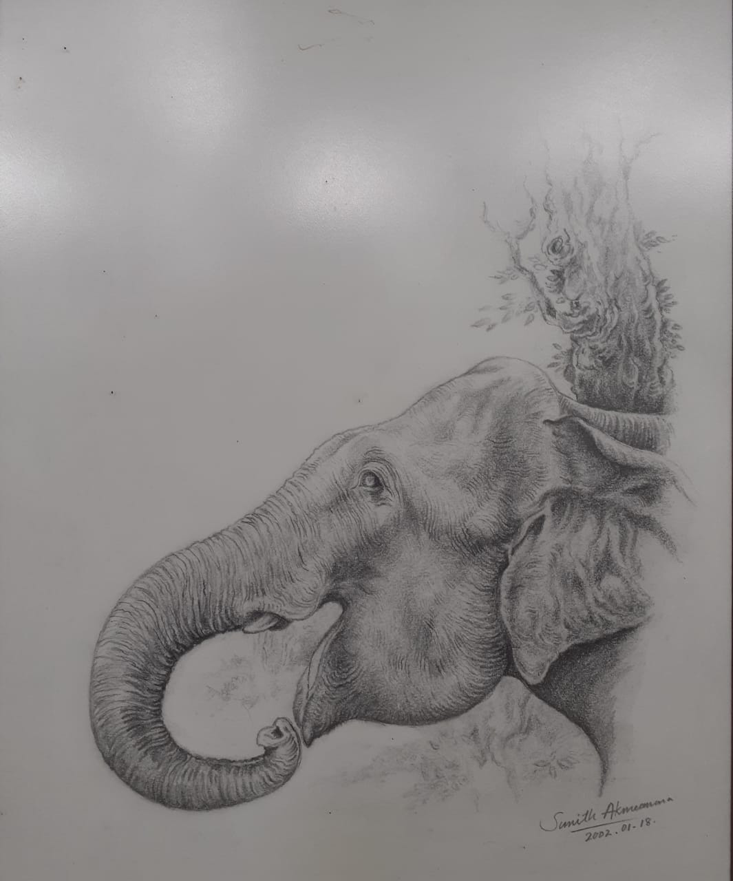 elephants