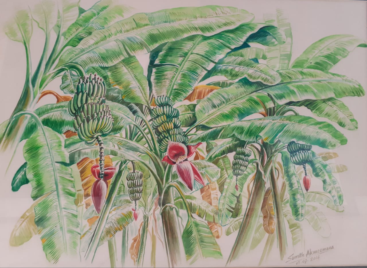 banana cultivation